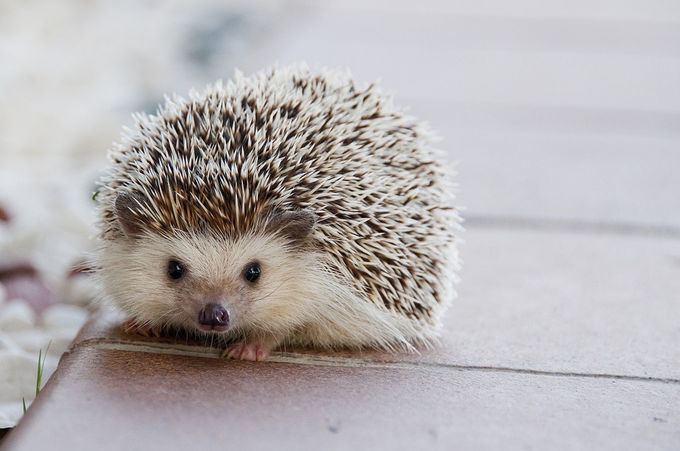 hedgehog concept, good to great, good to great the book, hedgehog
